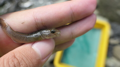 Rhinogobius gigas