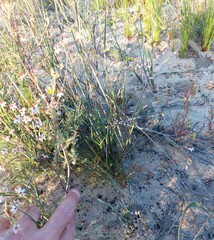 Pharnaceum elongatum