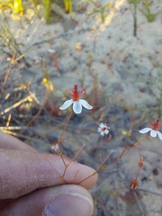 Pharnaceum elongatum