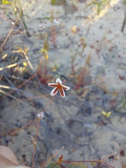 Pharnaceum elongatum