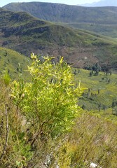 Leucadendron eucalyptifolium