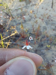 Pharnaceum elongatum