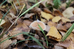 Rhodocollybia