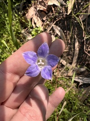 Wahlenbergia stricta
