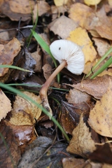 Rhodocollybia
