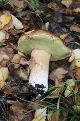 Boletus edulis