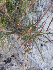 Pharnaceum elongatum