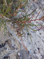 Pharnaceum elongatum