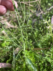 Wahlenbergia stricta