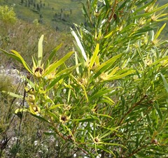 Leucadendron eucalyptifolium