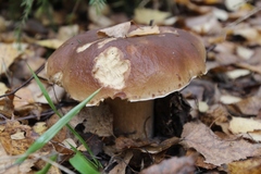 Boletus edulis