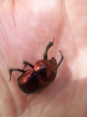 Phelotrupes auratus