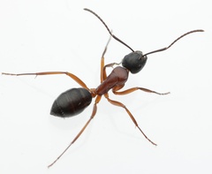 Camponotus innexus
