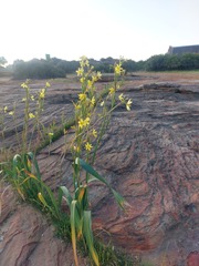 Moraea lewisiae
