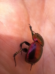 Phelotrupes auratus
