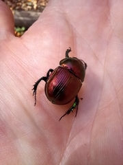 Phelotrupes auratus