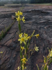 Moraea lewisiae