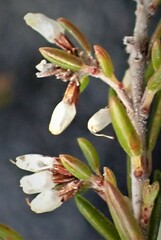 Erica uberiflora