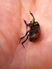Phelotrupes auratus