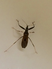 Oncocephalus breviscutum