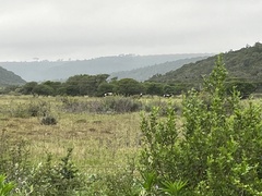 Damaliscus pygargus pygargus