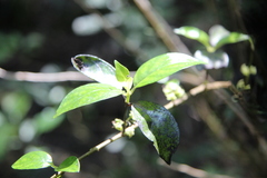 Geniostoma ligustrifolium