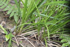 Carex uncinata