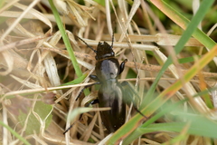 Oregus aereus