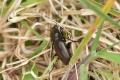 Oregus aereus