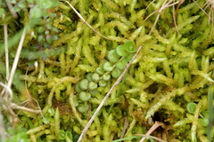 Epilobium brunnescens