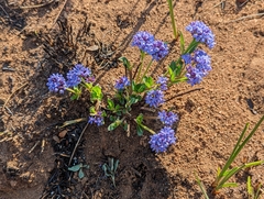 Pentanisia prunelloides