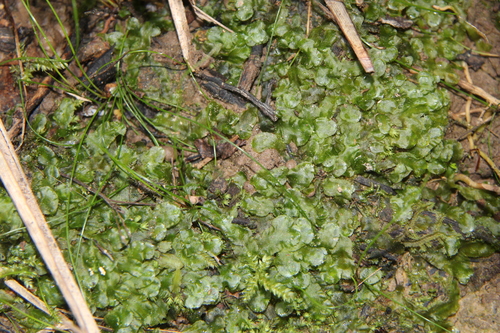 Image of Eleocharis gracilis by (c) Saryu Mae 前 朝琉, some rights reserved (CC BY)