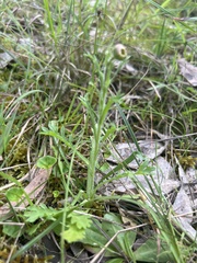 Brachyscome diversifolia