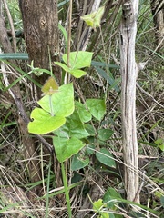 Platylobium obtusangulum