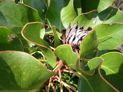 Protea cynaroides