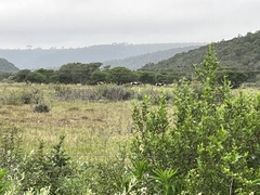 Damaliscus pygargus pygargus