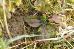 Plantago raoulii