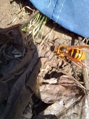 Vespa simillima xanthoptera