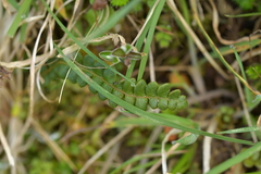 Blechnum penna-marina