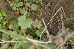 Hydrocotyle moschata