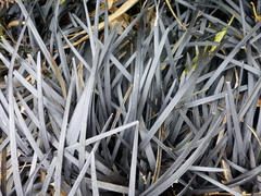 Ophiopogon planiscapus