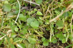 Ranunculus foliosus