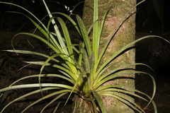 Astelia hastata