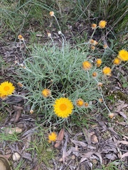 Leucochrysum albicans