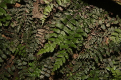 Blechnum filiforme