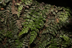 Blechnum filiforme