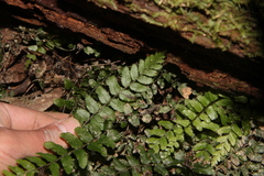 Blechnum filiforme