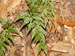 Asplenium adiantum-nigrum