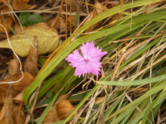 Dianthus seguieri