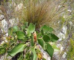 Protea cynaroides